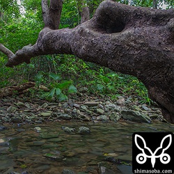 越冬地はこんな感じの沢。
