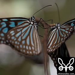 手を開いたり閉じたりするとリュウキュウアサギマダラもそれに合わせて羽を動かします。