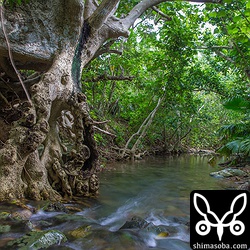 生えてる木が他の沢より大きめ。古くからあるのかなー?