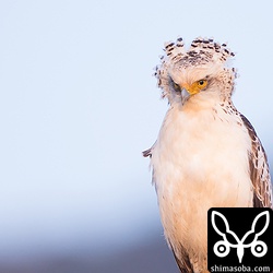 朝日ならよかったんですが、夕日に映る綾羽です。^^