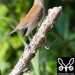 こちらもカンムリワシに警戒するシロハラ。