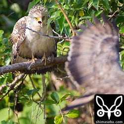 成鳥にスクランブルをかけられるも威嚇仕返すだけで逃げない。なかなか、肝の座った幼鳥です。