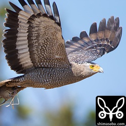 今まで見た中でも最大級のネズミを捕まえました。メスに横取りされそうになって茂みに運んでいきました!!
ネズミもまだ生きているので逃れようと必死。