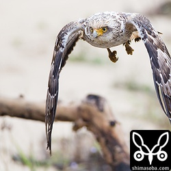 カンムリワシの幼鳥。この後、成鳥に追いかけ回されていました。
