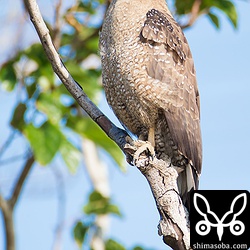 田んぼのカンムリワシ。