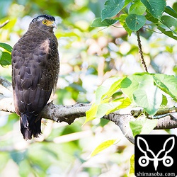 林道にカンムリワシ。