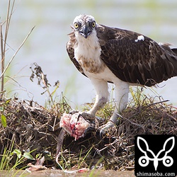 約40分で半分ぐらい。内蔵は嫌いなようで食わずに捨てていました。^^;