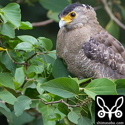 北部で見つけた眼の黒いカンムリワシ。これもカエルを狙っている。