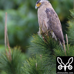 成鳥も産卵期で集まるカエルを狙う。