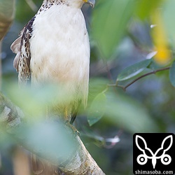 下の流れに集まる産卵期を迎えたカエルを狙う。