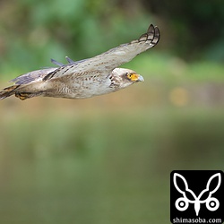 田んぼの上を優雅に。