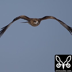 トビも餌を目当てにやってきましたが、オジロワシの迫力におされてあまり捕れていませんでした。