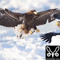 オオワシの幼鳥とオオワシの成鳥。小競り合いで済みました。