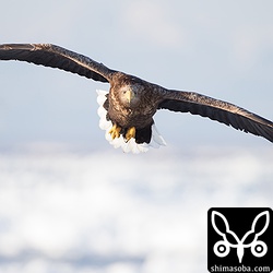 こちらへ飛んでくるオジロワシ。