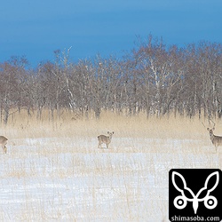 エゾジカはいたるところに。特に風蓮湖周辺にはたくさんいました。