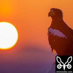 朝日とオオワシ。