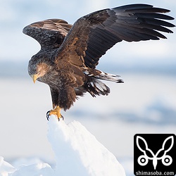 流氷に立つオジロワシ。