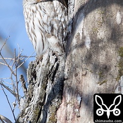 1羽だけいました。ペアでならんだ姿をいつかみたいですねー。