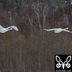 鳥インフルエンザも収束したようで、今回、ハクチョウはスノーモービルで追い払われなくなっていました。