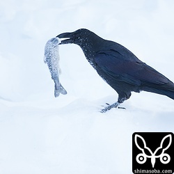 太陽が昇ると、カラスが魚を捕まえました。石垣島のからすより一回り大きい。^^;