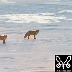 キタキツネが2頭でいるのも何度か見ました。