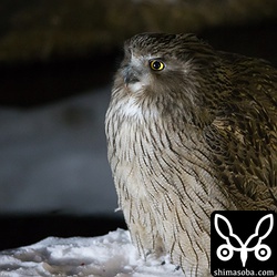 シマフクロウのメス。求愛給餌でオスから魚をもらうとすぐに飛び去ってしまいました。