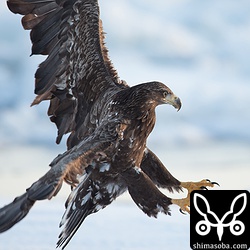 オジロワシの幼鳥。