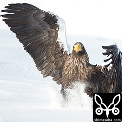 オオワシの着氷。