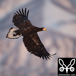 知床連山をバックにオオワシの幼鳥。