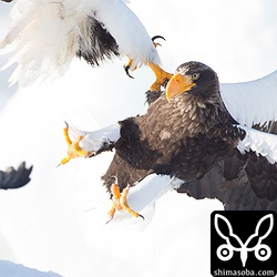 オオワシの空中戦。完全に爪を立てています。