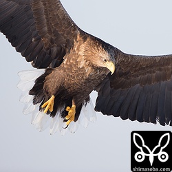 翼を広げると約2メートル。