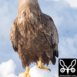 正面からの顔は意外と愛嬌がある。^^