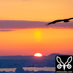 カンムリワシではないですが、鷲ぬ鳥節はこんな風景なんでしょうか。