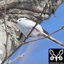 シマエナガも現れましたが、真下から…。^^;