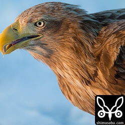 オジロワシのアップ。凛々しいなー。