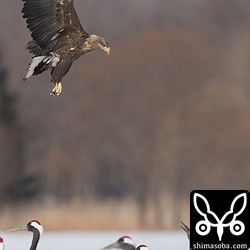 オジロワシがタンチョウの餌を横取りしにやってきた。