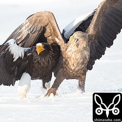 オジロワシにオオワシが体当たり。