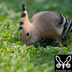 餌を探すとき、ここまで深くくちばしを地面に刺します!!
