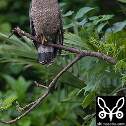 こちらも独身なのかな?