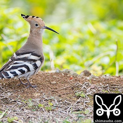 日陰で一休み。^^