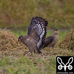 後ろのオスが切ない…。