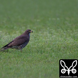 獲物に逃げられたようでしばし立ちすくんでいました。