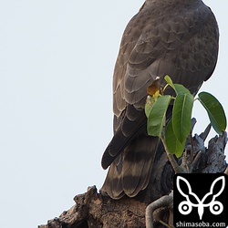 昨年とかわらず、幼鳥になっても人をあまり恐れない個体です。