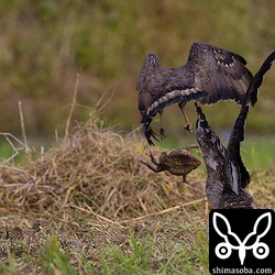 メスに突撃されて大きなオオヒキガエルを落とすオスのカンムリワシ。^^;