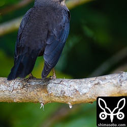 ツグミの仲間どくとくのスタイル。深い青みがかった黒がきれいです。