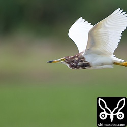 夏羽になりつつあるアカガシラサギ。