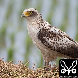 左足に脚環をしています。たぶん、アッガイと思われます。