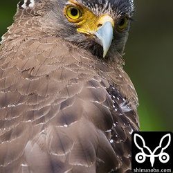 林道沿いで獲物を探すカンムリワシ。