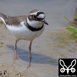 30羽ぐらいの群れが田んぼに。
