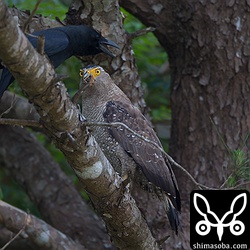 カラスがしつこく横取りしようとしています。